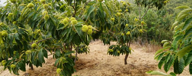 板栗树的种植技术，合理密植可提高产量