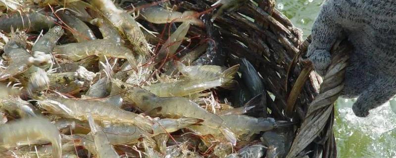 水产养殖利润高的项目有哪些，淡水虾类备受欢迎