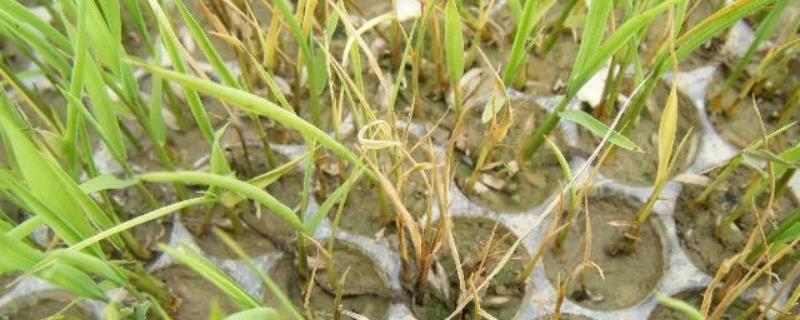 水稻立枯病是什么病，水稻旱育秧主要病害之一