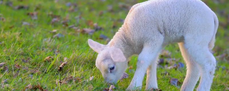 小羊长到40斤要多久，断奶后生长速度较快