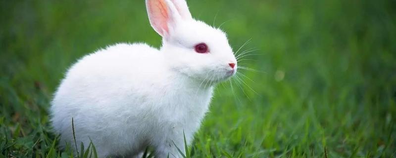 兔子寿命有多久，一般5至12年最长可达19年