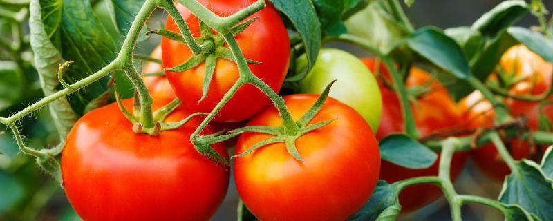 番茄顶端为什么会停止生长，一般是昼夜温差小和硼肥不足导致