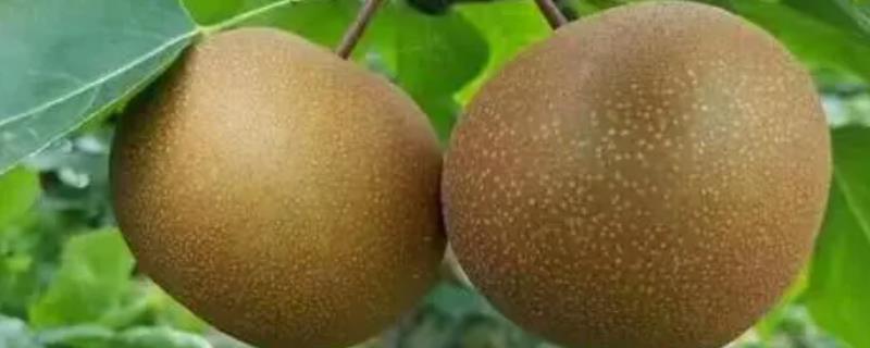 砂梨品种介绍，我国培育的品种有西子绿和翠冠