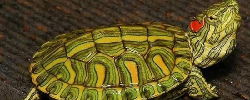 巴西龟几年可以长到12厘米，生长环境决定发育速度