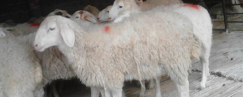 怎么选择养羊的品种，根据市场需求来选择品种