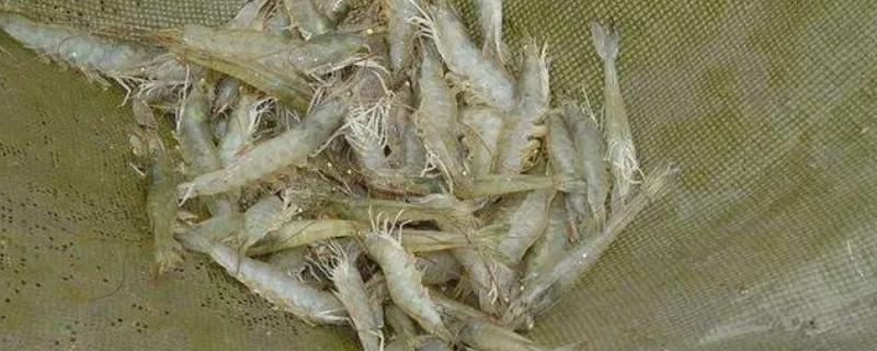 南美白对虾的养殖方法，产量高、价值高、抗病力强