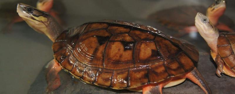 金钱龟的投喂频率，幼龟和成年龟有区别