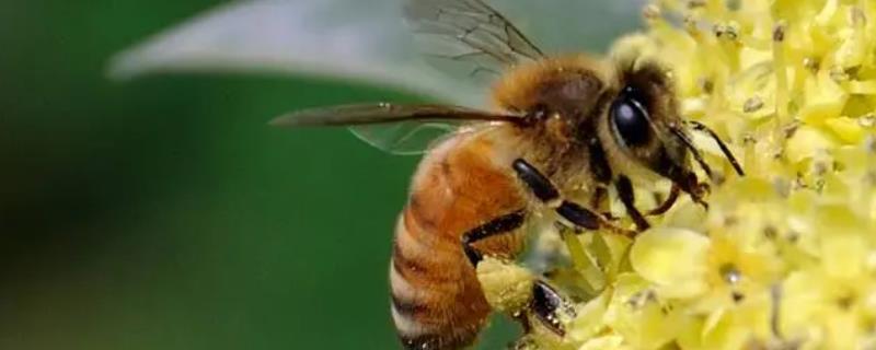 怎样吸引侦查蜂，自然分蜂期和迁飞高发期适合诱蜂