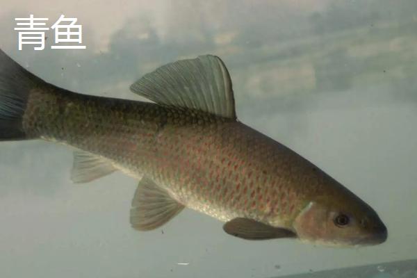 鲅鱼和青鱼的区别，科属分类、形态特征、栖息环境均不同