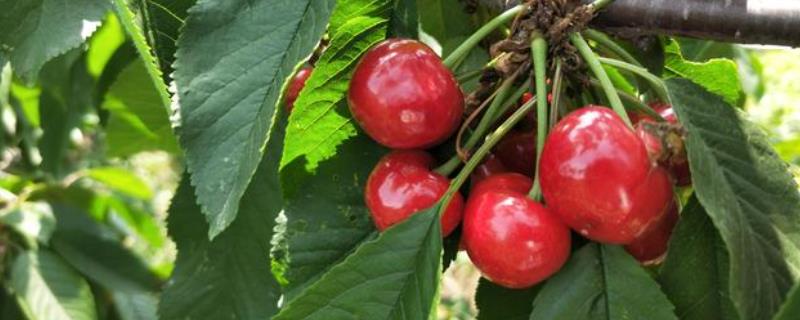 樱桃结果少的原因和防治方法，授粉不良会降低坐果率