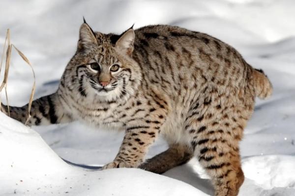 猫科动物有哪些种类，可分为猎豹亚科、豹亚科、猫亚科