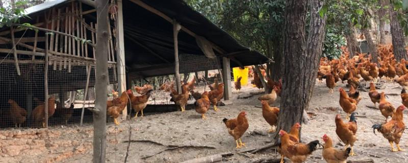 一亩地能养多少鸡，承载量和鸡的品种有关
