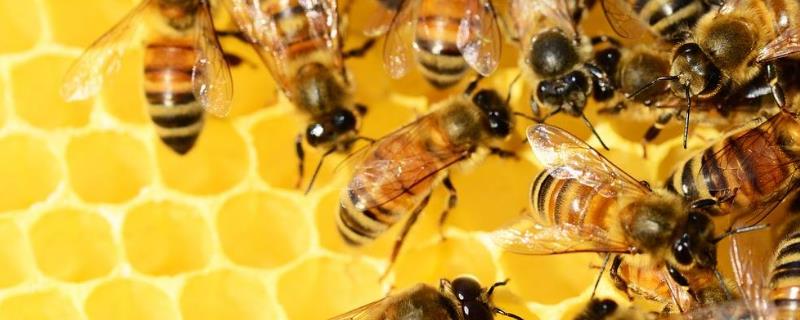 什么是土蜂蜜，价格太低的蜂蜜不能买