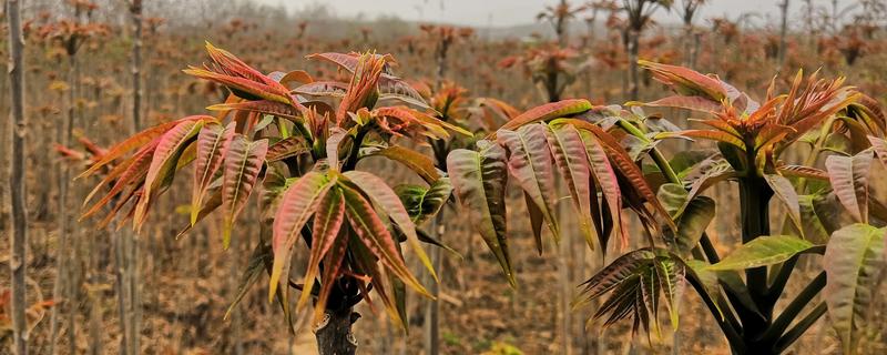 香椿芽苗菜种植方法，被称为“树上蔬菜”