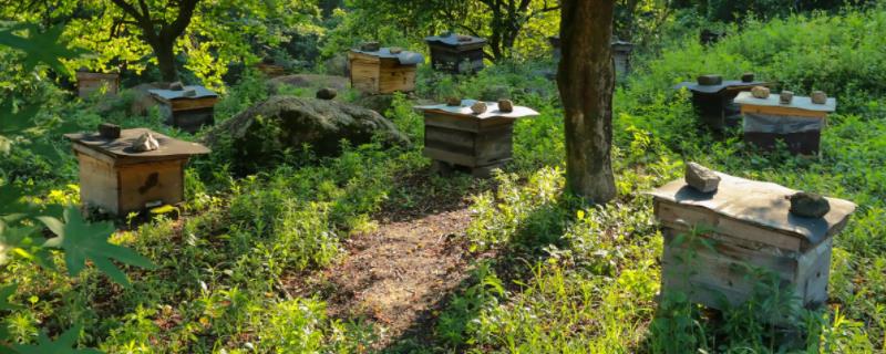 新手养蜂禁忌，根据习性管理蜂群