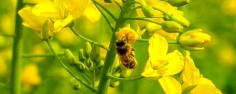 油菜花蜂蜜价格，在我国单花蜜中产量最高