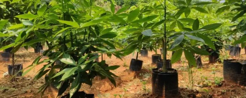 发财树的种植方法，种植起来是比较简单