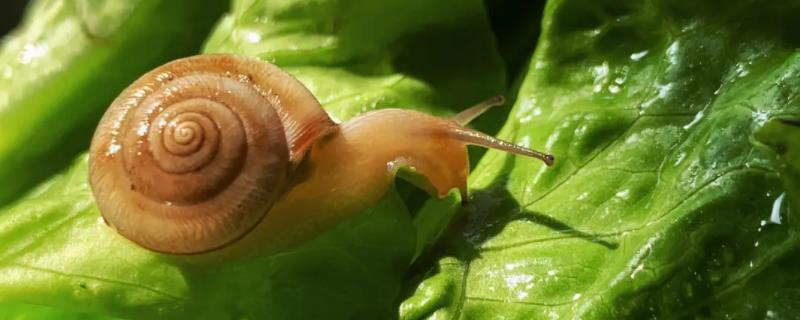 蜗牛是害虫还是益虫，既有害也有利