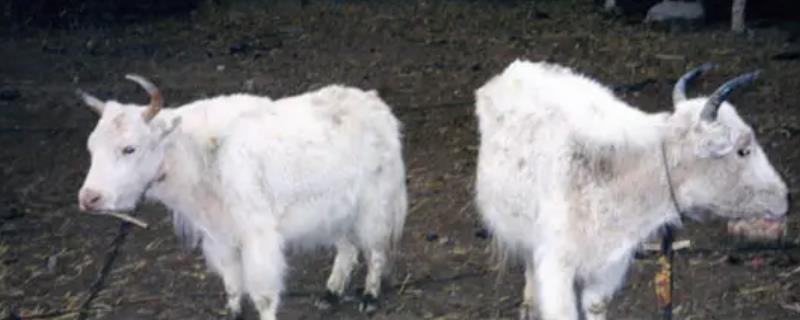 雪山白牛的价格与特征，在高原上被称为雪域之舟