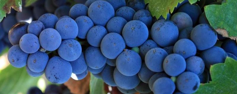 酿制葡萄酒的品种有哪些，赤霞珠是酿造红葡萄酒品种之王