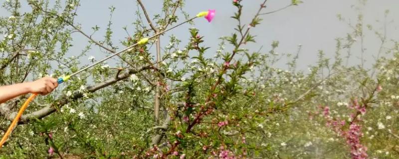 桃树怎么人工授粉，可将花粉制作成花粉液进行喷雾