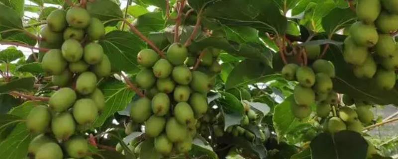 软枣猕猴桃生长几年才能结果，第4-5年通常会进入盛果期
