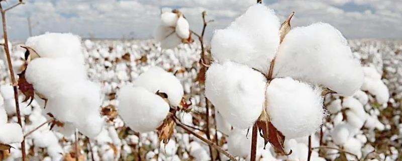 适合在湖南种植的棉花品种，这8种总有适合你的