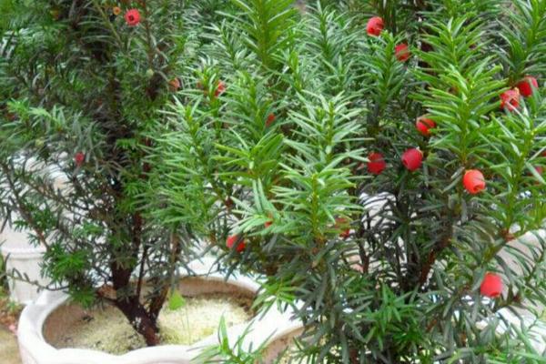 红豆杉盆景种植技术，是第四纪冰川时期孑遗植物