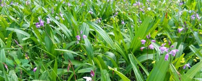 白芨的种类和种植方法，狭叶白芨以及紫花白芨