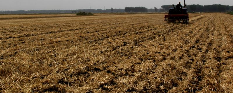 南方稻茬麦冬前怎么管理，越冬期间要保暖防冻