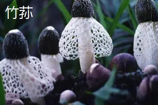 南方适合种植哪些菇类，竹荪、黑木耳、草菇等