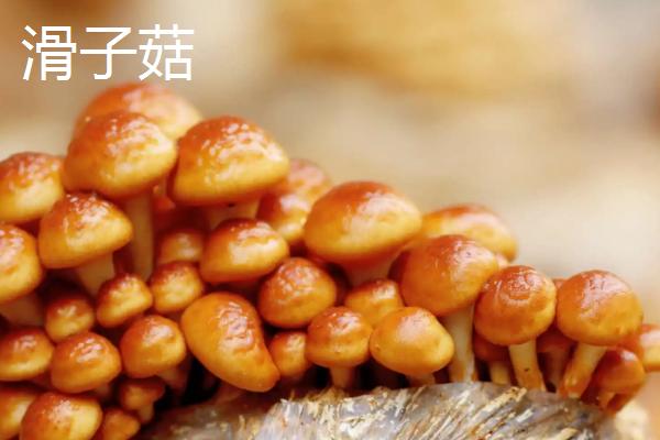 南方适合种植哪些菇类，竹荪、黑木耳、草菇等