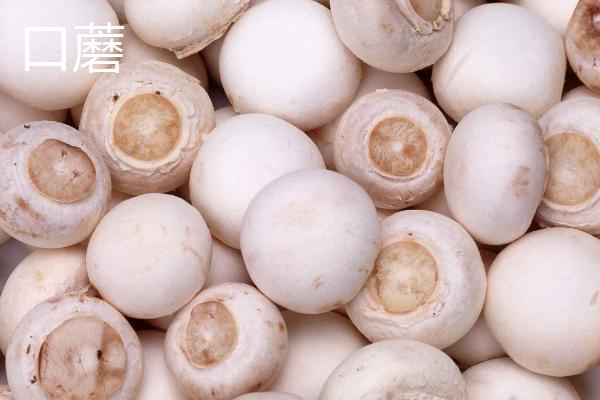 南方适合种植哪些菇类，竹荪、黑木耳、草菇等