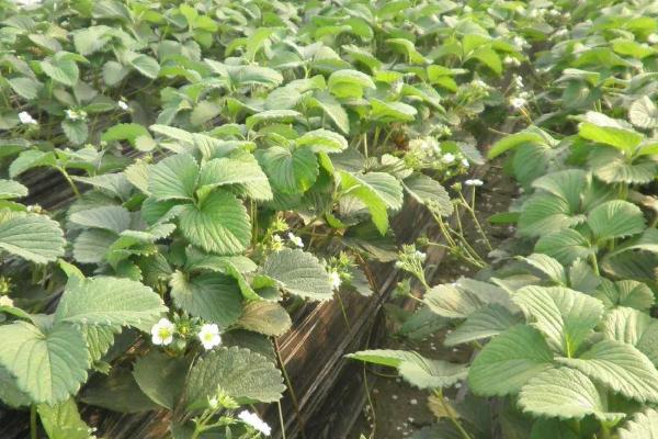温室草莓种植及施肥方法，种植期间要控制好温湿度