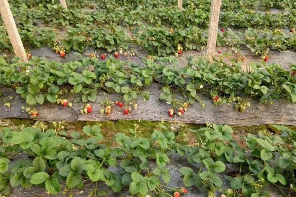 温室草莓种植及施肥方法，种植期间要控制好温湿度