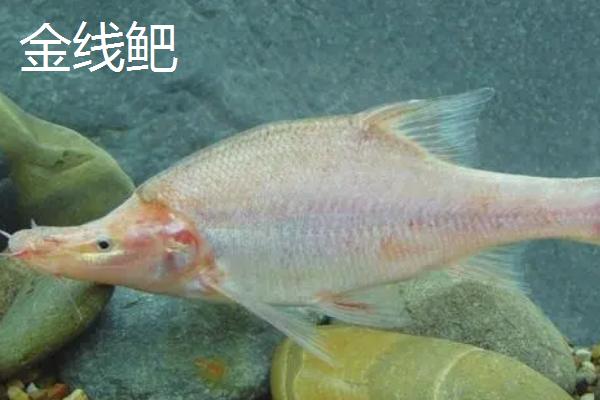 倒刺鲃品种介绍，主要分布在海南岛、珠江和红河等水系