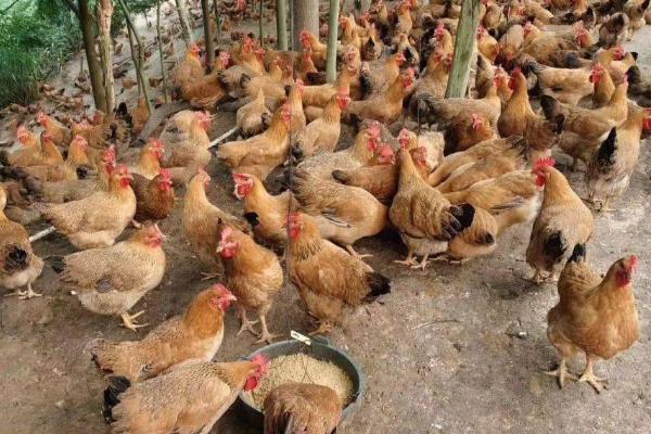 鸡场容易发病的原因，消毒不到位或者防疫不达标都会导致