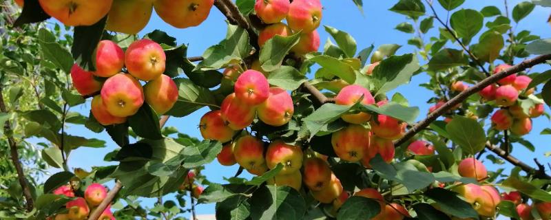 常见的柚类果树病虫害及防治方法，需对症下药