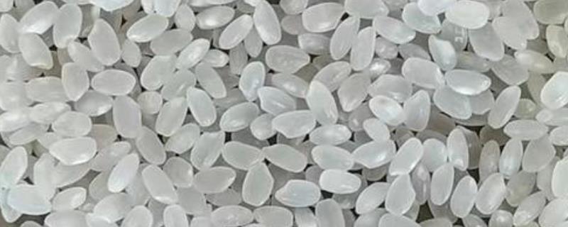 什么是珍珠米，本质属于粳米