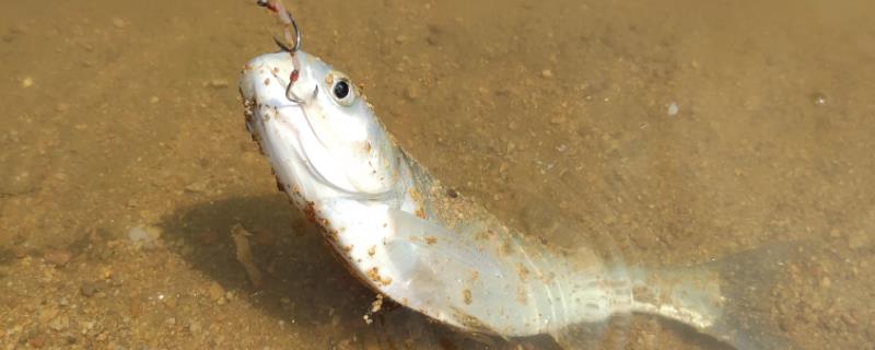 鲢鳙开口时间和停口时间，夏季食欲最为旺盛