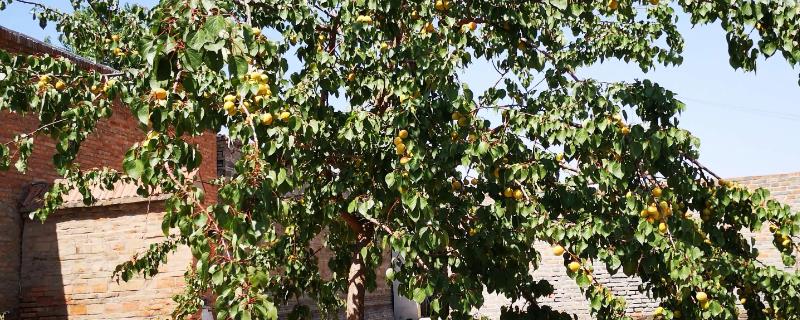 杏树可以嫁接的果树品种，不建议和樱桃树嫁接