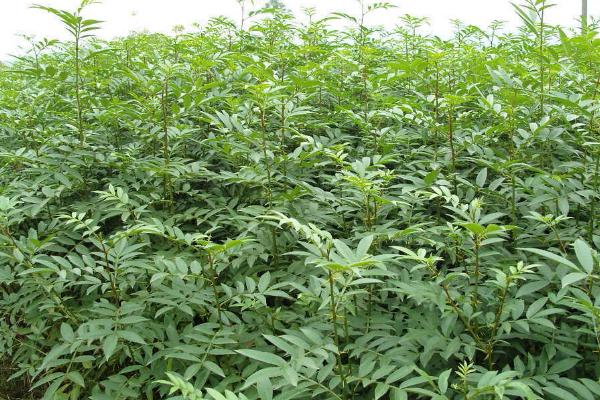 竹叶花椒苗的价格，产区不同价格不同