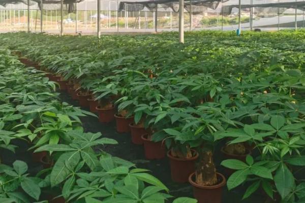 发财树的种植方法，种植起来是比较简单