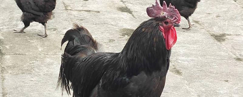 黑凤鸡的价格，品种和地方决定其售价