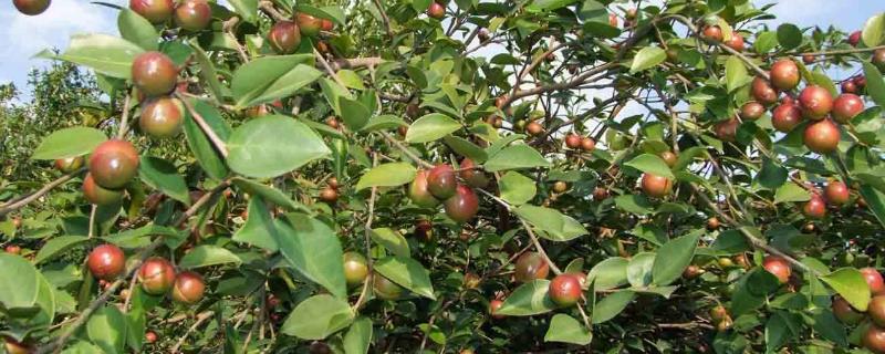 油茶树的价格和种植前景，衍生品可应用于多个领域