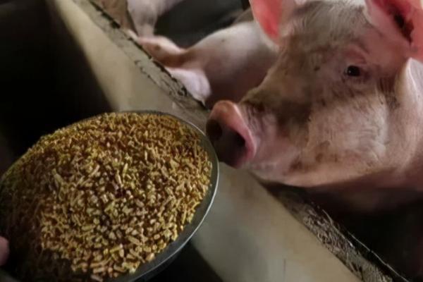 如何降低猪场饲料霉变，尤其是在夏季