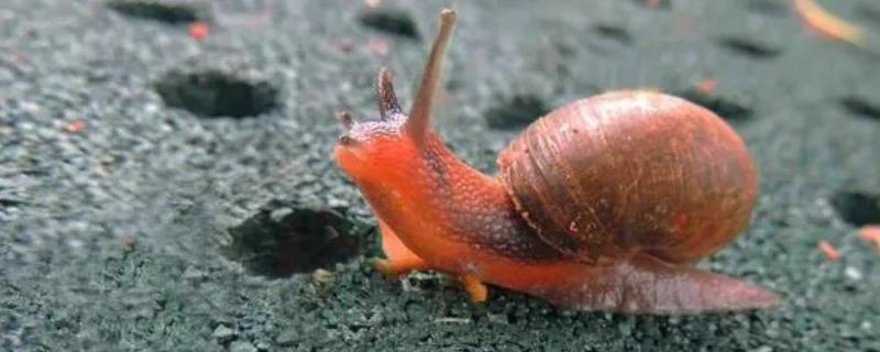 蜗牛的饲养条件，对土壤要求高