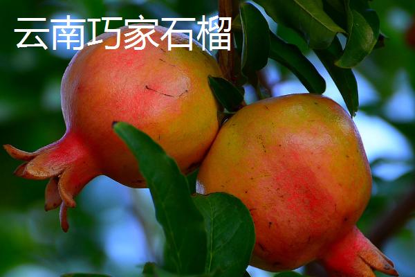 中国石榴第一县是什么地方，规模和产量是我国石榴产区之首