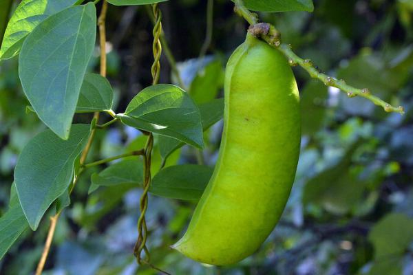 红树林常见的伴生植物是什么，海刀豆是主要附生植物