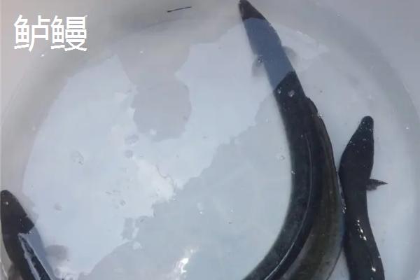 黑鳗鱼和黄鳗鱼的区别，颜色存在明显差异